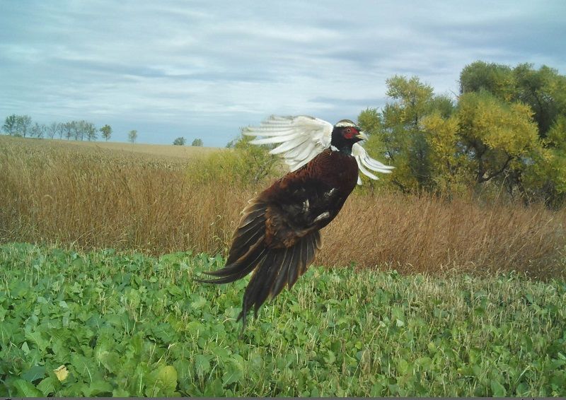 pheasant trail cam pic  Resize