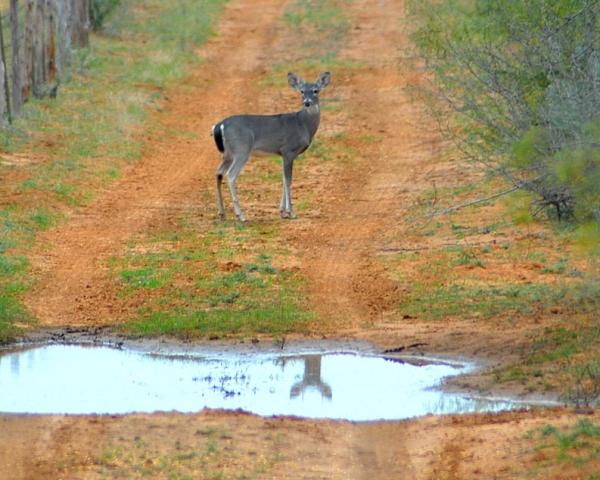 Photo of a spike.  Can't tell he's a spike until you look at his reflection in the puddle