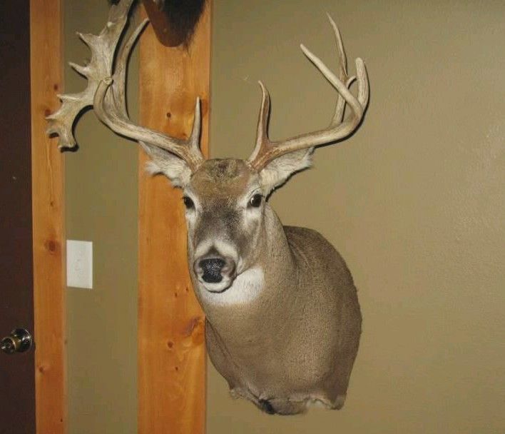 plendl39s deer001 0001
