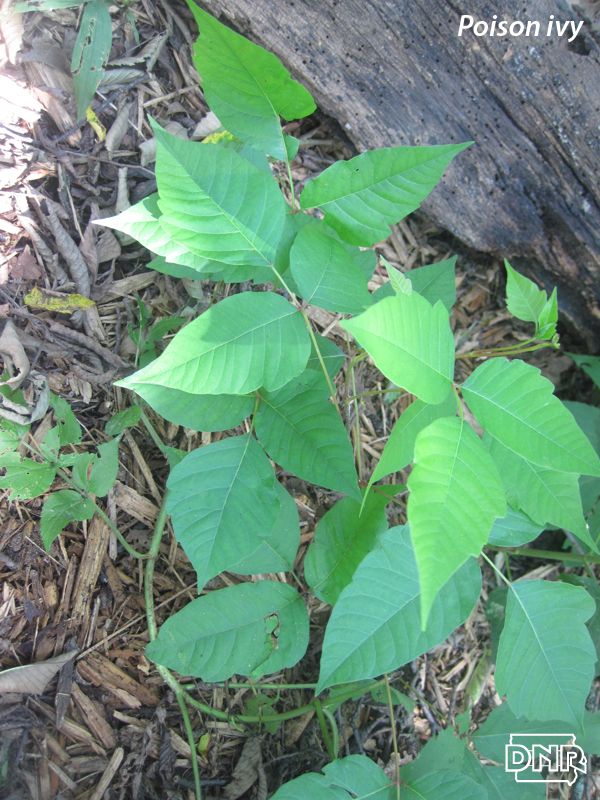 Poison ivy