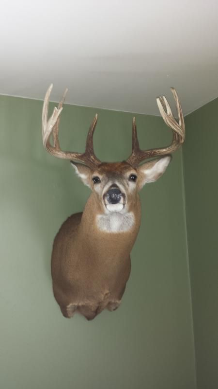 Pond Buck Mount