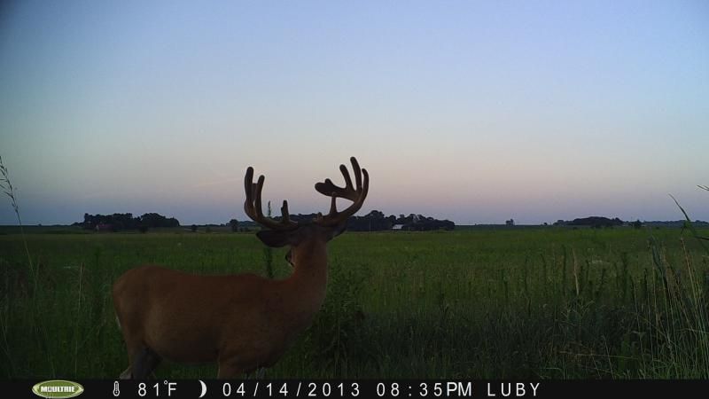 ponderosa 2013 092
