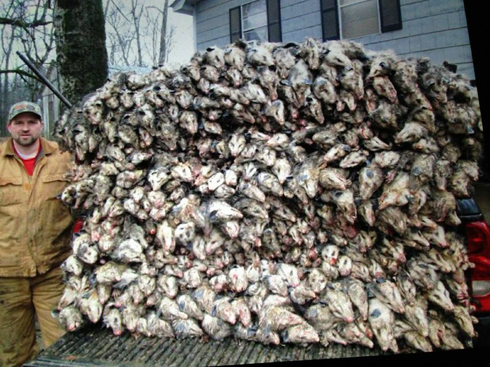 Possum pile!!