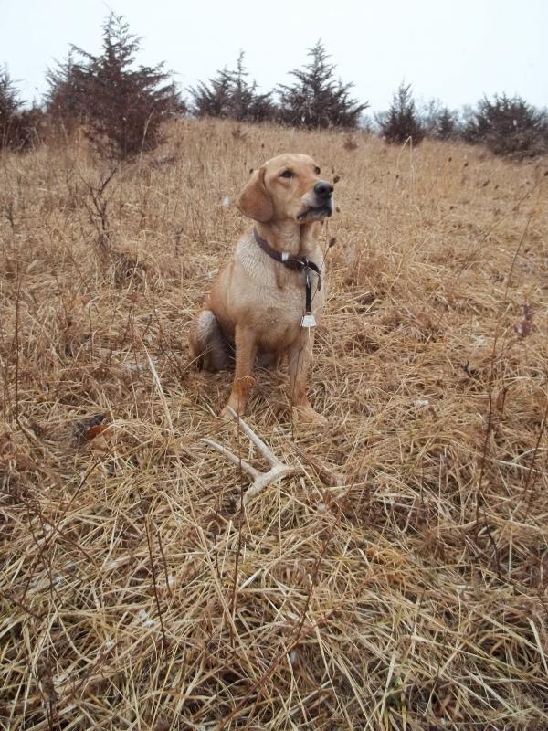 Proud Puppy