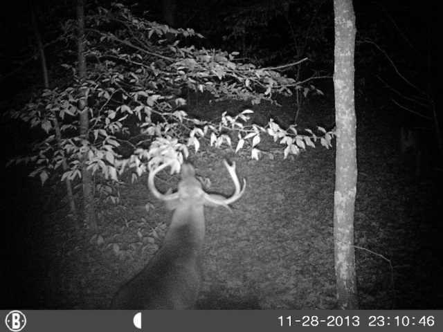 Public land pig