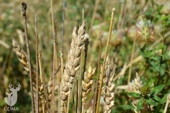 qdma wheat awnless 2 574 384 s