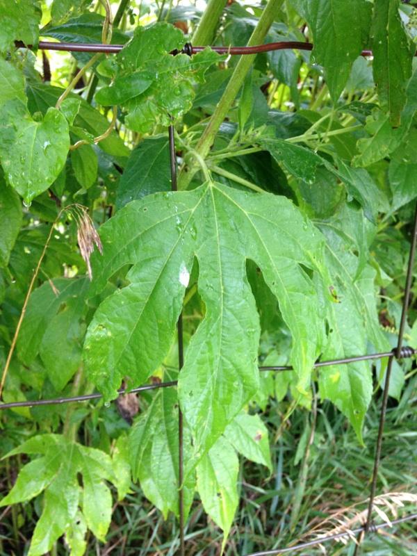 Ragweeds4