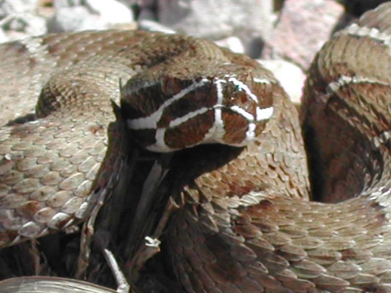 Ridge-nosed rattlesnake from Huachua Mountains