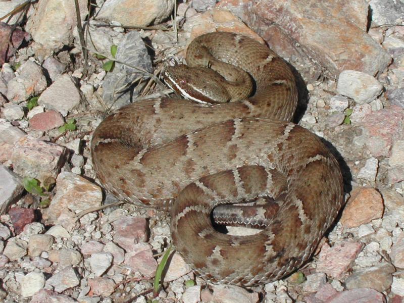 Ridge-nosed rattlesnake from Huachua Mountains