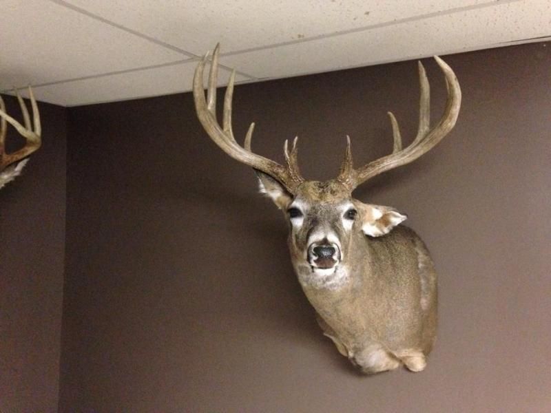 Rookie Mount