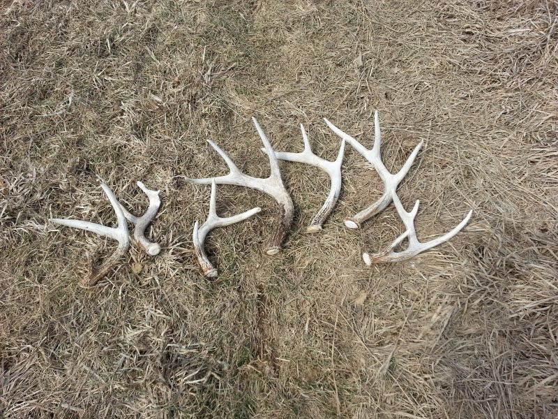 RungeHollowWhitetails