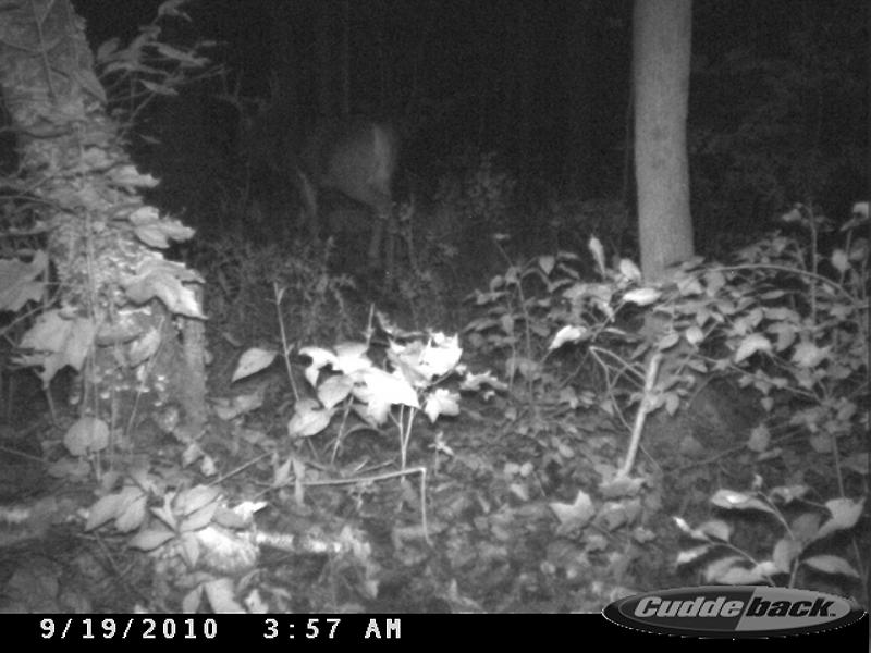 Same guy I believe, "home farm buck"