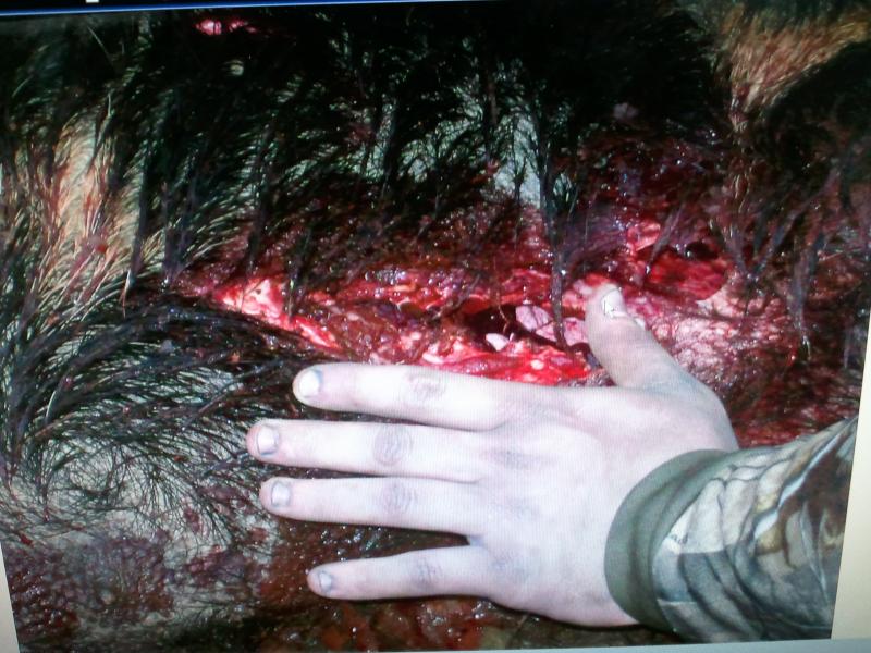 Schwacker Broadhead vs Wild hog