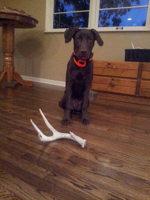 Scouts first bone