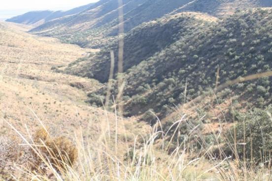 SE AZ Coue's Whitetail habitat