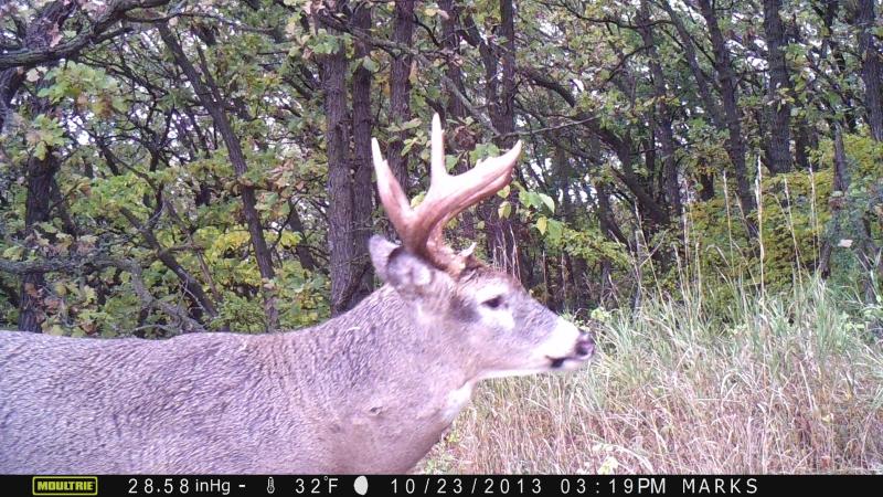 Seemed to me that he was quite old.  Old looking bruiser...