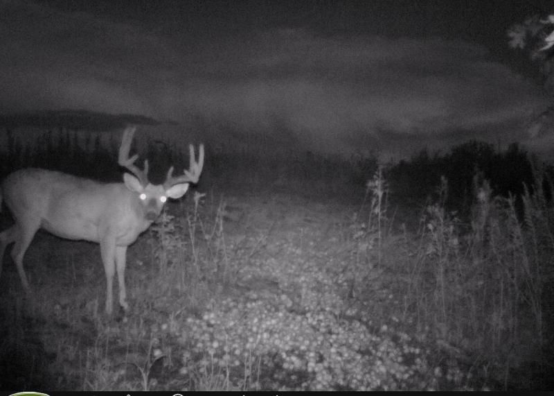 Seen that a few people on Iowawhitetail have used apples to see what was in there neck of the woods. So this is the results. He is young but has great