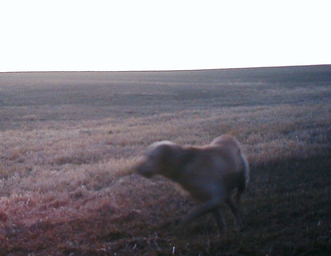 Shed Antler Trespasser