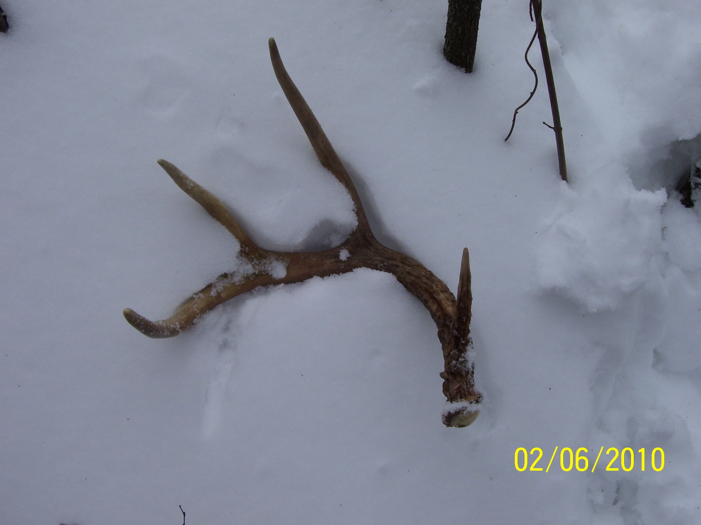 Shed Antlers 006