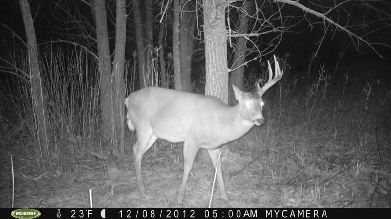 shed buck