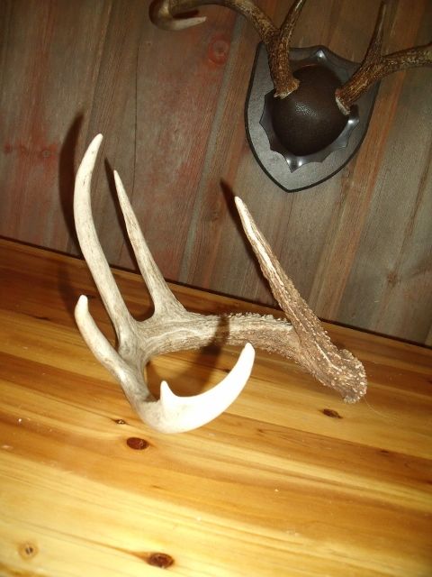 Sheds 2013 002 (480x640)