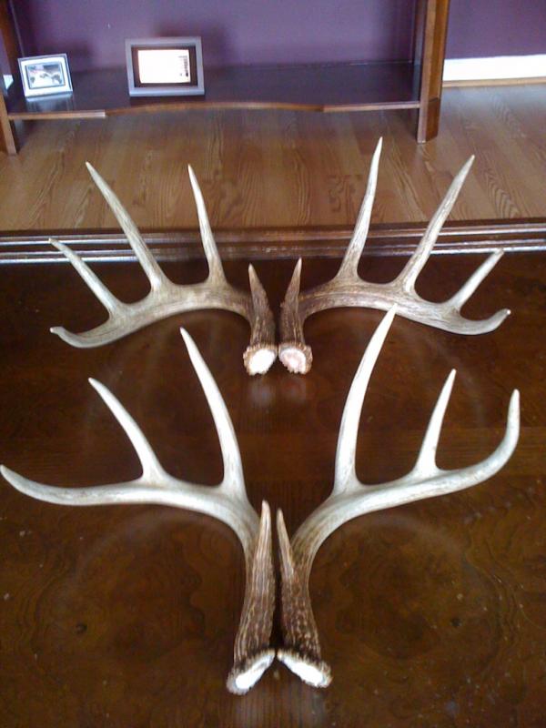 Sheds I found from the 10 and 8 by using my Poor Man's Antler Trap.
'