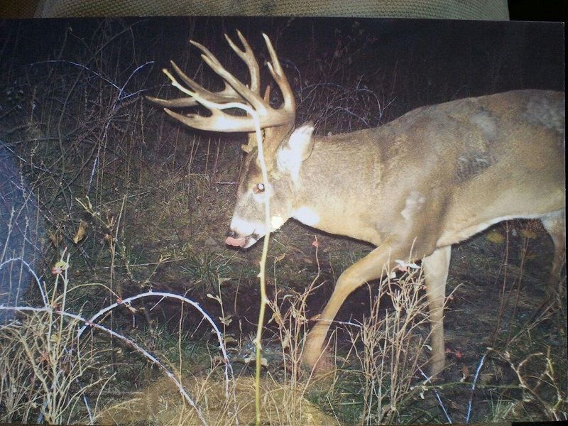 Shotgun buck from 2012 on Camera