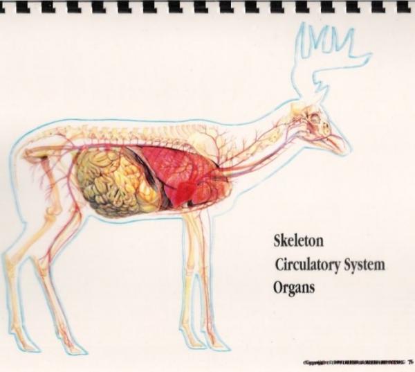 Skeletal, Circulatory, And Organs