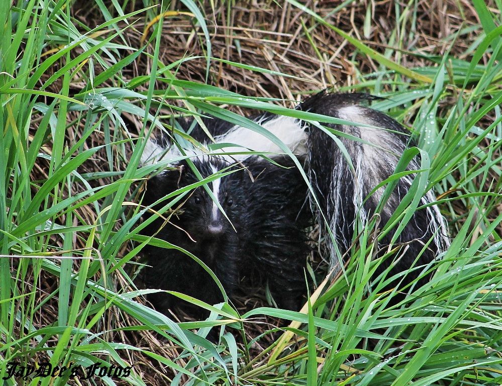 skunk 1