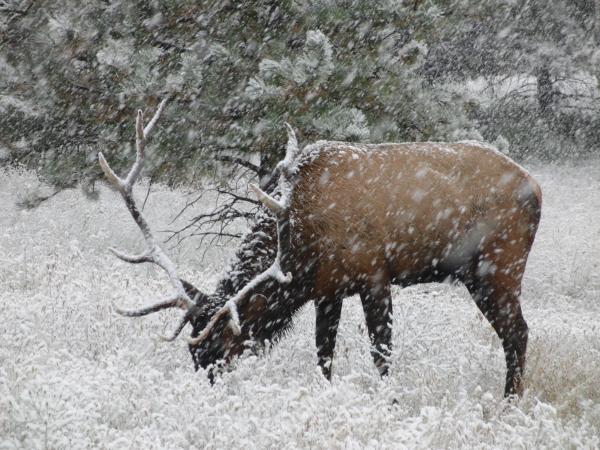 Snowy Elk Fall 2009 026