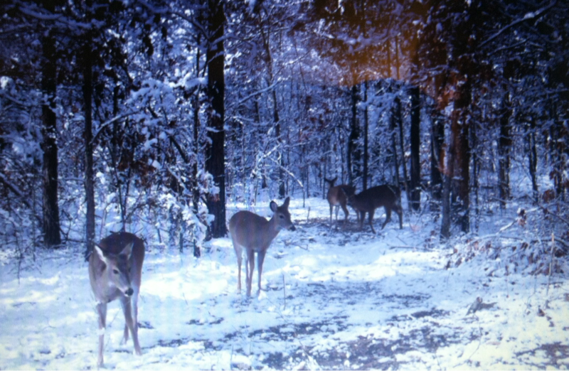 Snowy walk