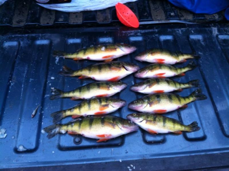 some big perch