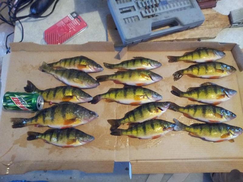 some perch