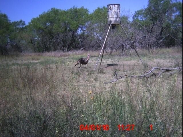 South Texas Rio Grande I was after 2010.