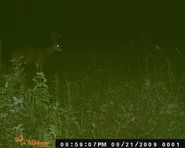 Spot 1 buck 1