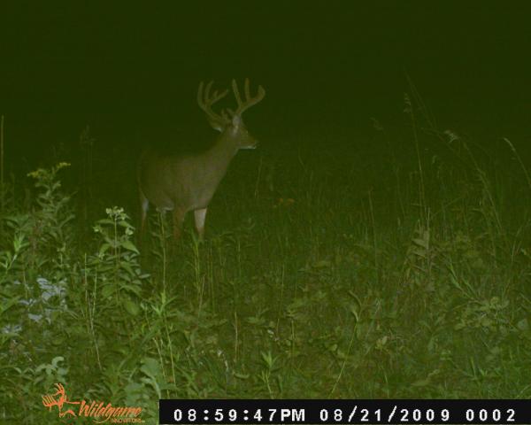 SPot 1 buck 2