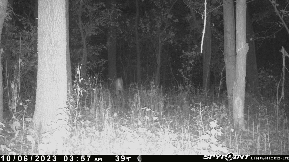 spypoint.jpg Iowa Whitetail Forums