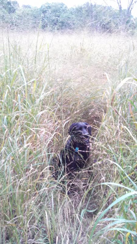Switchgrass  Black Lab