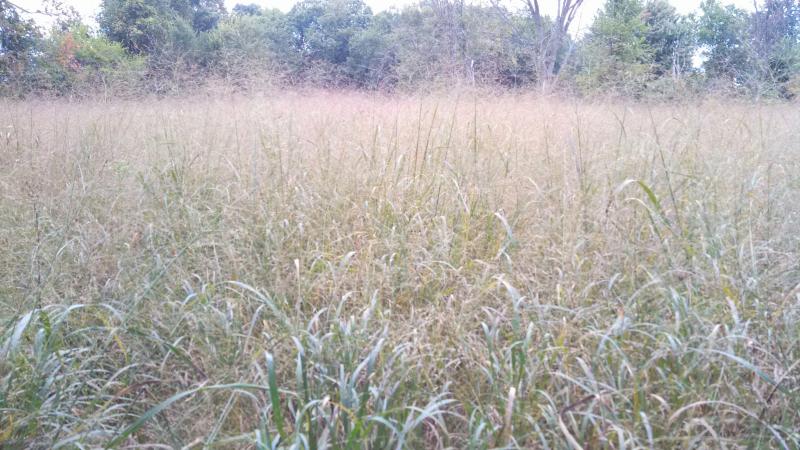 Switchgrass  Fall 2013