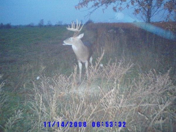 Taxidermy 08 12 yds last