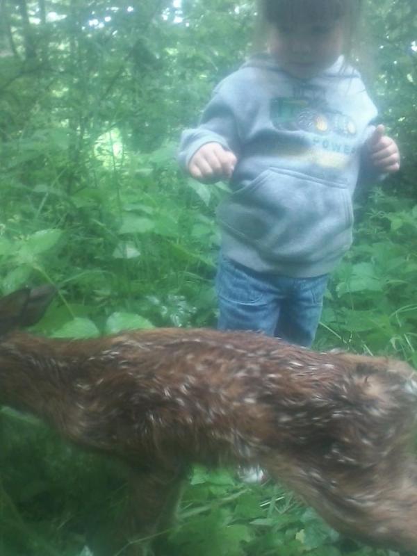 Taylor fawn 2014