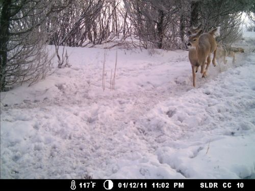 The Chase

This photo was sent to me via email. I don’t have any idea who’s trailcam this photo came from and my buddy sending it didn’t know either