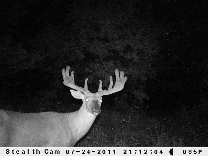 This buck is named "Thor". He is 6 1/2 years old this year. I have pics and sheds from this deer for the past 3 years. He blew up this year. This is t