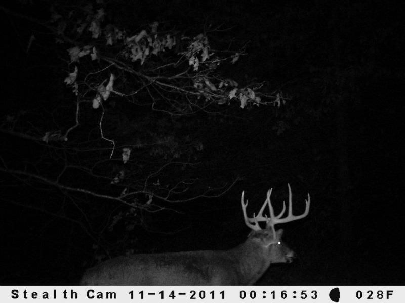 This is "The Drop Tine 9". I saw this buck one time during mid to late November. This is a new buck to the area as far as I know. And I have never fou