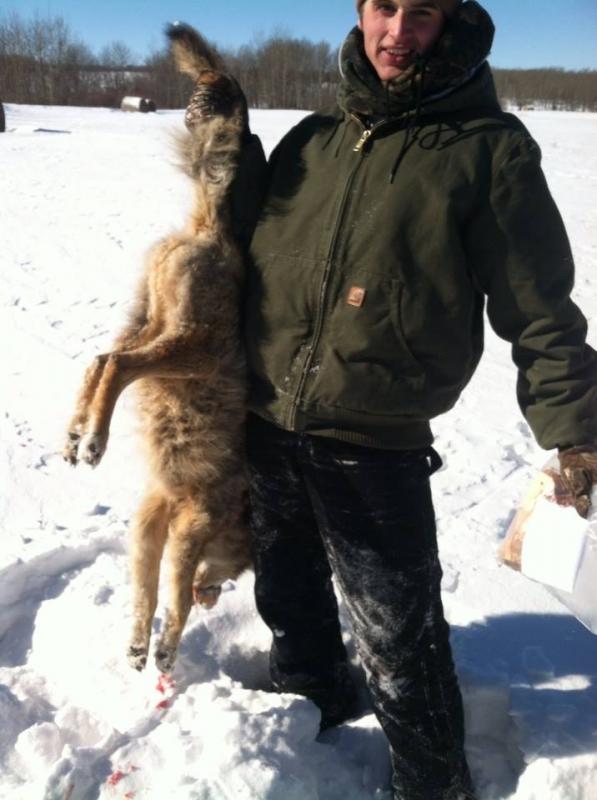 this sucker weighed 35 pounds, bigger coyote