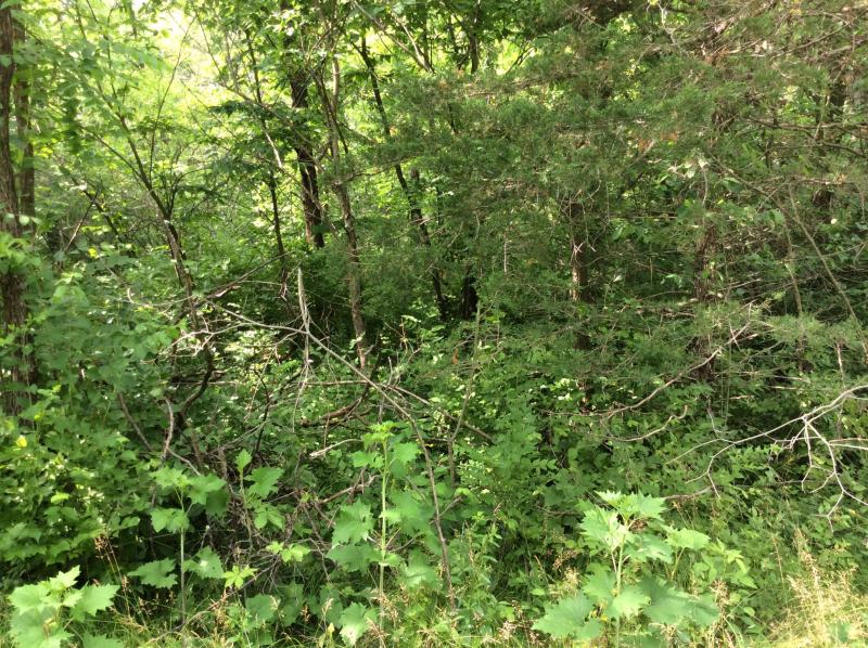 Timber before thinning
