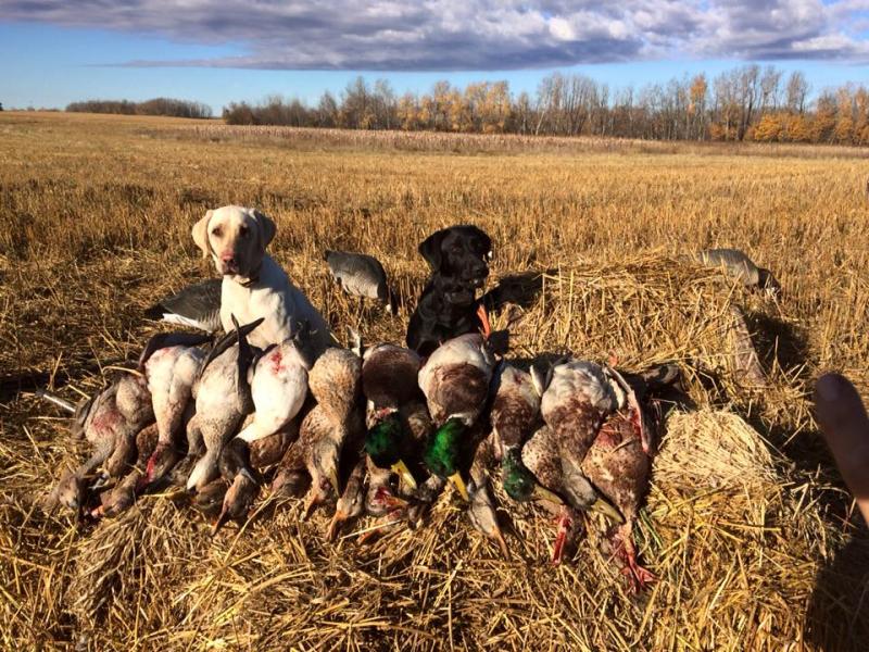traffic hunt- sask 2015