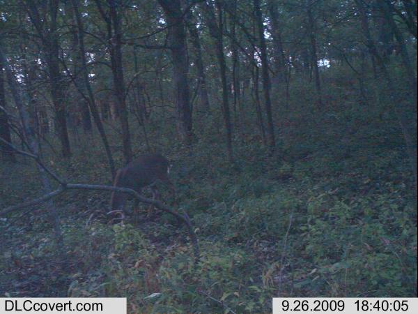 trail cam 093