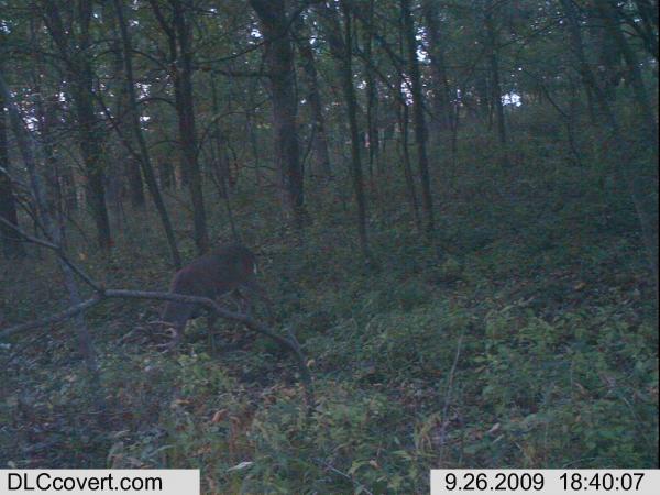 trail cam 094