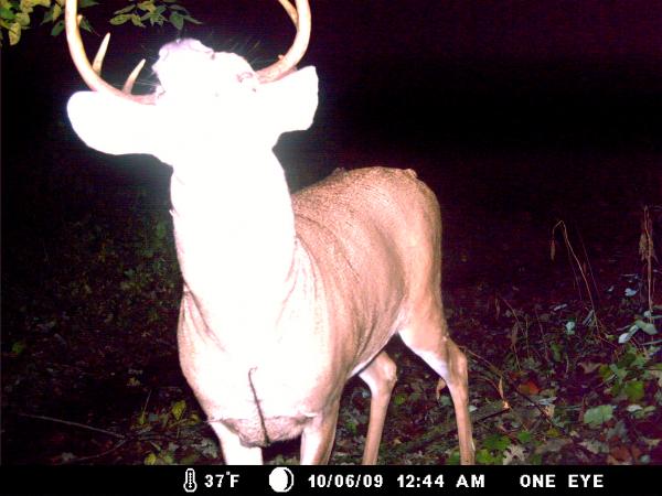 trail cam 2009 014